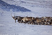 Reindeer herd, Chukotka Autonomous Okrug, Siberia, Russia