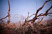 Dry bush in the desert, Machtesch Ramon, Negev Desert, Israel