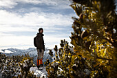 Hiker standing between snow-covered mountain pines, descent from Unnutz Mountain (2078 m), Rofan Mountains, Tyrol, Austria