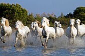 France, Bouches du Rhone, Natural Regional Park of Camargue , Saintes Maries de la Mer, Camargue horse.
