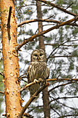 Europe,Finland,Kuhmo area,Kajaani,Ural owl (Strix uralensis),adult female,perched on a tree.