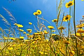 Spring, Monfrague National Park, Caceres, Extremadura, Spain, Europe