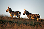 Zebra, animal, Africa, Cape Mountain Zebra, Equus zebra zebra, Equidae, Mountain Zebra National Park, South Africa