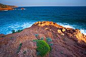 Cap Roux, France, Europe, Côte dAzur, Provence, Var, sea, Mediterranean Sea, coast, rock, cliff, plants, evening light