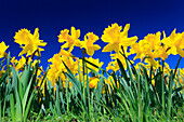 Yellow narcissus (daffodil)