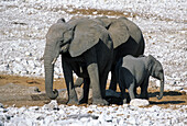 African Elephant, Loxodonta africana, Elephantidae, Elephant, animal, Africa, waterhole, Etosha, National Park, Namibia