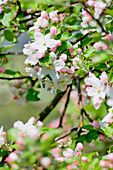 Frühling - Nahaufnahme von Apfelbaumblüten in der Blütezeit
