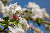 Apfelblüte, Frühling, Landkreis München, Münchner Süden, Frühling, Oberbayern, Bayern, Deutschland, Europa