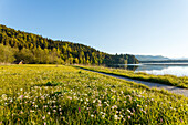 Barmsee, lake near Mittenwald in Spring, Werdenfelser Land, Bavarian Alps, Upper Bavaria, Bavaria, Germany, Europe