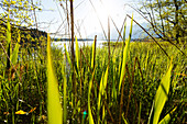 Reeds at Barmsee, lake, near Mittenwald, spring, Werdenfelser Land, Karwendel mountains, Baverian Alps, Upper Baveria, Bavaria, Germany, Europe