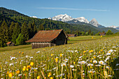 Hay barn in a flowering meadow, Spring, near Garmisch-Partenkirchen, Wetterstein mountains, Alpspitze, Zugspitze, Werdenfelser Land, Baverian Alps, Upper Baveria, Bavaria, Germany, Europe
