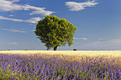 Tree in barley and Lavender field (Lavendula augustifolia), Valensole, Plateau de Valensole, Alpes-de-Haute-Provence, Provence-Alpes-Cote d'Azur, Provence, France.