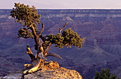 South Rim with juniper tree at sunset, Grand Canyon National Park, Arizona, USA.
