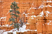 Trees dusted with snow in Red Canyon Dixie National Forest Utah