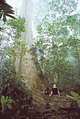 Gyranthera caribensis Pittier tree, Henri Pittier national Park, Venezuela