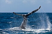 Fluke of Humpback Whale, Megaptera novaeangliae, Silver Bank, Atlantic Ocean, Dominican Republic