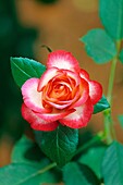 Kirsche Parfait Rose Blume