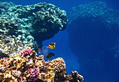 Egypt, Marsa Alam region, Red Sea, Coral reef, Red Sea racoon butterflyfish and Desjardins sailfin