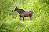 Moose on Zealand Road in the White Mountains, New Hampshire USA during the spring months