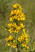 Yellow Loosestrife, Lysimachia vulgaris Pontevedra, España