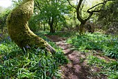 A path meandering through the woods with bluebells in Oxfordshire, UK  Springtime, May