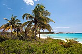 View of palms and beach at Lighthouse Bay, Eleuthera, Bahamas