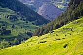 Tor Valley is located at the LAlt Pirineu Nature Park  Lleida  Catalonia, Spain