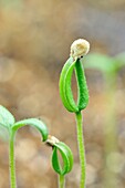 Tomato plant seedling sprouting from seed pod.