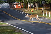 Deer crossing road in town of Old Forge in the Adirondack Mounatin region of New York State