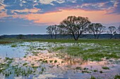 Spring floodwaters of Biebrza River, sunset, Biebrza National Park, Poland, Europe