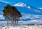Scotland, Scottish Highlands, Dirrie More  Pocket of Scots Pine amidst the open landscape of the Dirrie More near Braemore