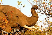 African Elephant Loxodonta africana, eating mopane leafs  , Kruger National Park, South Africa