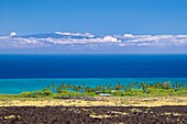 lava field, palm tree groves, Kiholo Bay, Haleakala volcanic mountain 10,023 ft of Maui and Pacific Ocean in backgound, scenic view from Kohala Coast, Big Island, Hawaii, USA