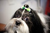 A Shih Tzu dog at a Pet Hospital in Condesa, Mexico City, Mexico, February 11, 2011