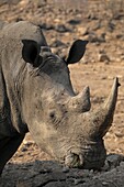 Namibia, Mt  Etjo Reserve, white rhinoceros, ceratotherium simum.
