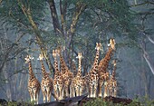 Reticulated Giraffe, Kenya.