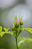 Nahaufnahme einer Knospe der Hundsrose (Rosa canina) in einer Hecke im Frühling