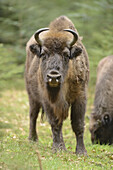 Close-up of a European bison (Bison bonasus) in a forest in spring.