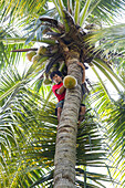 Mann erntet Kokosnuss, Gili Air, Lombok, Indonesien
