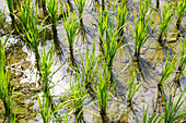 Young plants in a paddy field, Tetebatu, Lombok, Indonesia