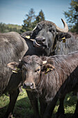 Alb buffalo on a meadow, Hohenstein, Reutlingen, Swabian Alb, Baden-Wuerttemberg, Germany