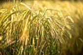 Detail of a ear of corn in a wheat field, Swabian Alb, Zwiefalten, Swabian Alb, Baden-Wuerttemberg, Germany