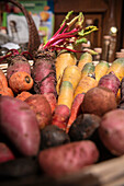 Different recultivated carrots, Vellberg, Schwaebisch Hall, Baden-Wuerttemberg, Germany