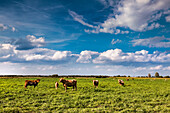 Cows in a field, Worpswede, Teufelsmoor, Lower Saxony, Germany