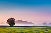 Morgennebel über Feldern, Worpswede, Teufelsmoor, Niedersachsen, Deutschland