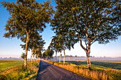 Birkenallee im Morgenlicht, Worpswede, Teufelsmoor, Niedersachsen, Deutschland