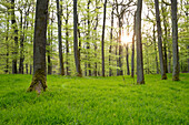 Sanftes Sonnenlicht in Buchenwald mit frischem Blattgrün im Frühjahr, Nationalpark Kellerwald-Edersee, Nordhessen, Hessen, Deutschland, Europa