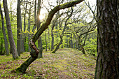 Knöcherne Buchen säumen den Weg der Kahle Hard Route im Nationalpark Kellerwald-Edersee, Nordhessen, Hessen, Deutschland, Europa