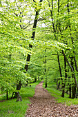 Laubbedeckter Weg führt durch Buchenwald mit frischem Blattgrün im Frühjahr, Nationalpark Kellerwald-Edersee, Nordhessen, Hessen, Deutschland, Europa