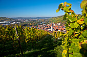Overhead of town seen through vines in Marsberg vineyard in autumn, Randersacker, near Würzburg, Franconia, Bavaria, Germany